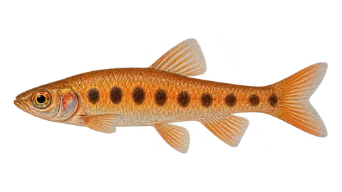Illustration of Lebiasina-sem-listras