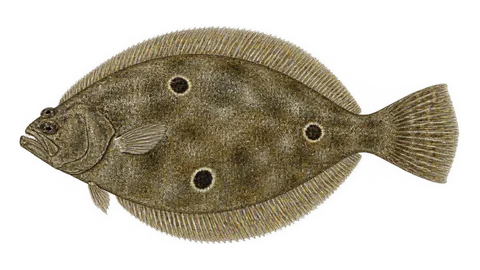 Ilustración de Lenguado panzablanca
