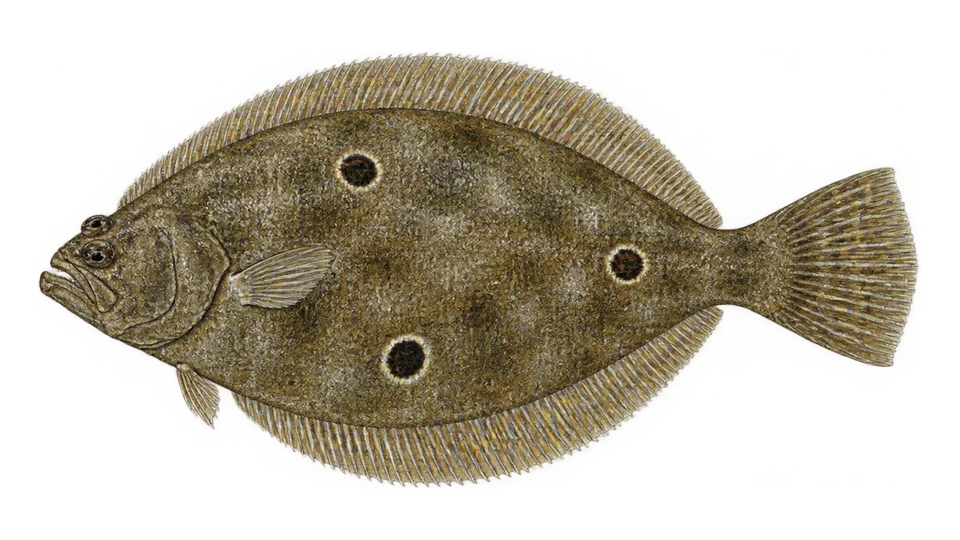 Ilustración científica de Lenguado panzablanca