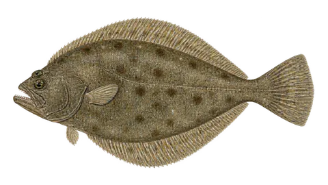 Ilustración de Lenguado de California