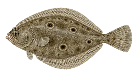 Illustration of Cyclope flounder