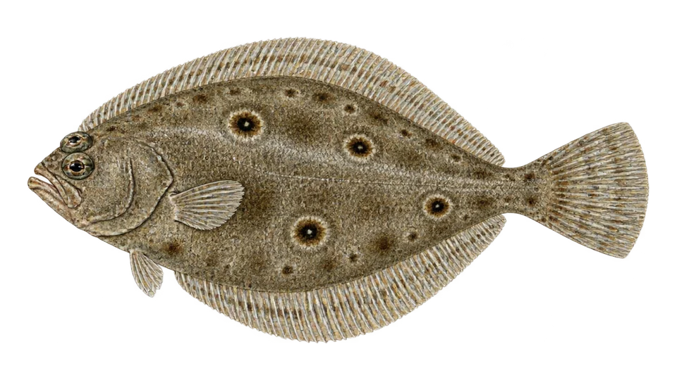 Ilustración científica de Lenguado de tres manchas
