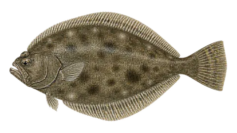 Ilustración de Lenguado de Florida