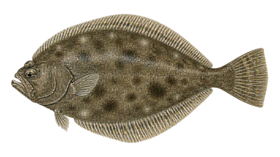 Ilustración científica de Lenguado de Florida
