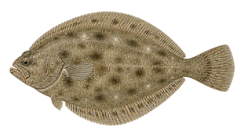 Illustration of Patagonian flounder