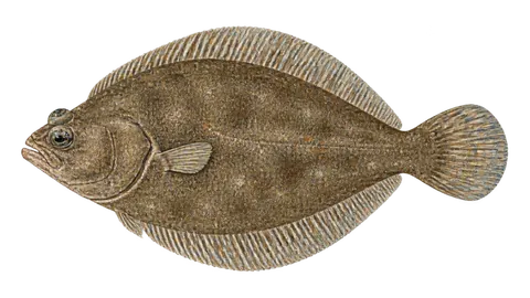 Illustration of Deep-sea sole