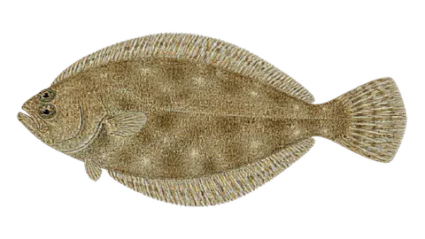 Illustration of Small sandab