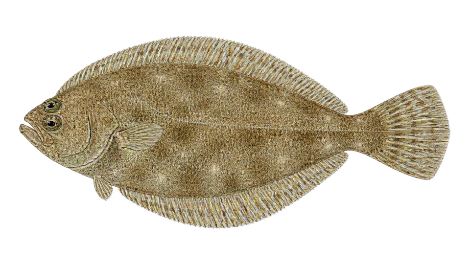 Scientific illustration of Small sandab