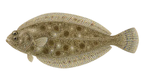 Illustration of Bay whiff
