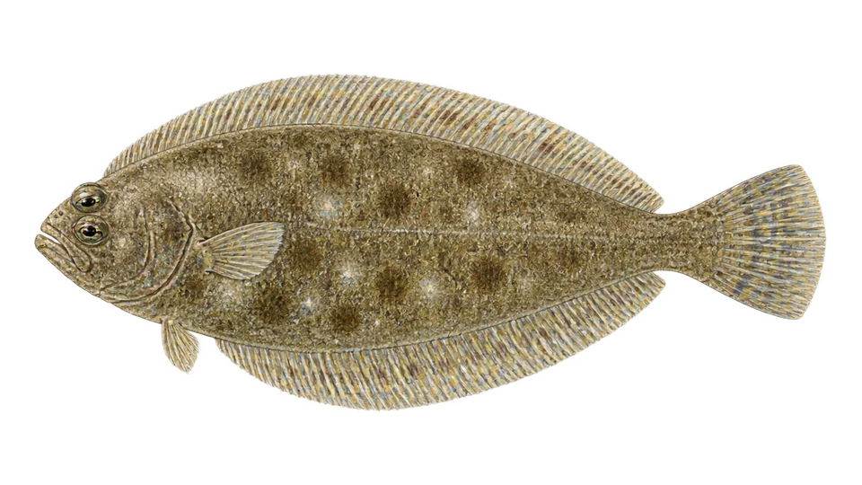 Scientific illustration of Bay whiff