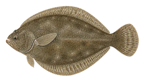 Illustration of C-O sole