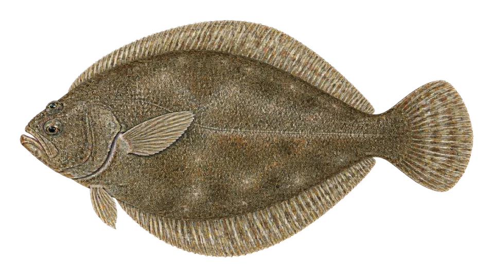 Scientific illustration of C-O sole