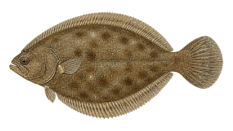 Illustration of Curlfin sole