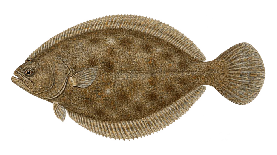 Scientific illustration of Curlfin sole