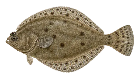 Illustration of Spotfin flounder