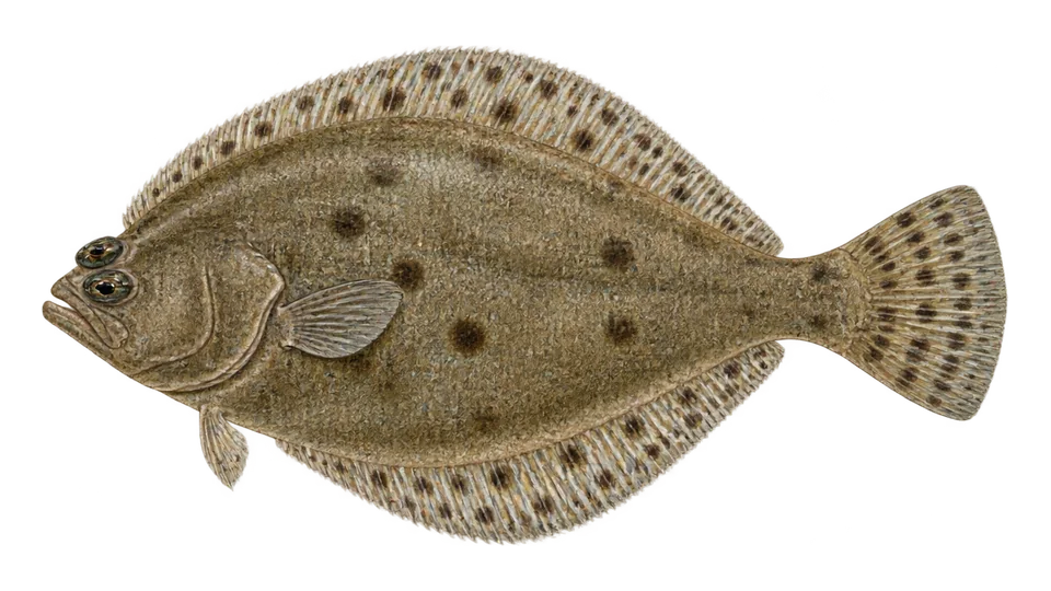Scientific illustration of Spotfin flounder