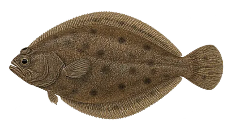 Illustration of Bigeye flounder