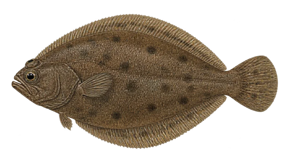 Scientific illustration of Bigeye flounder