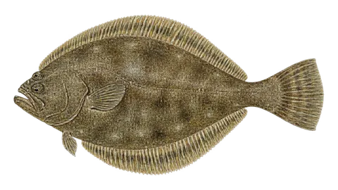 Illustration of Smalleye flounder