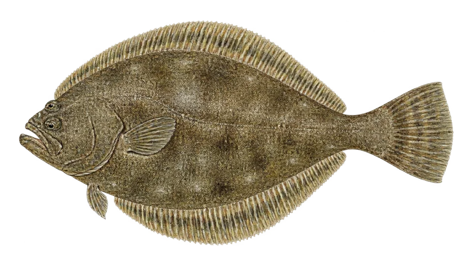 Scientific illustration of Smalleye flounder