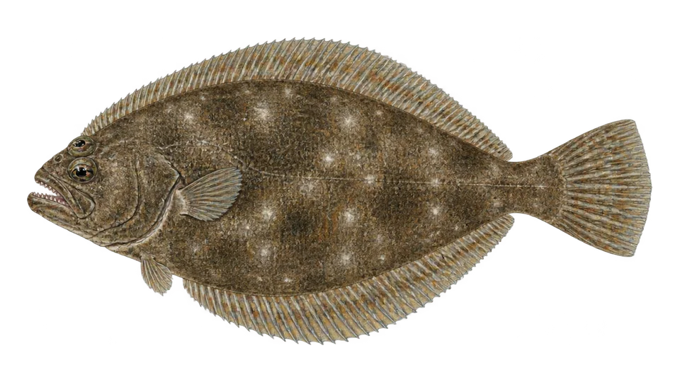 Scientific illustration of Toothed flounder