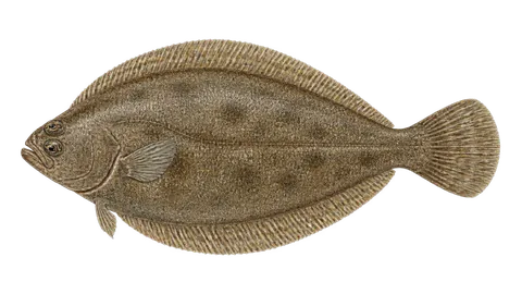 Ilustración de Platija escurridiza