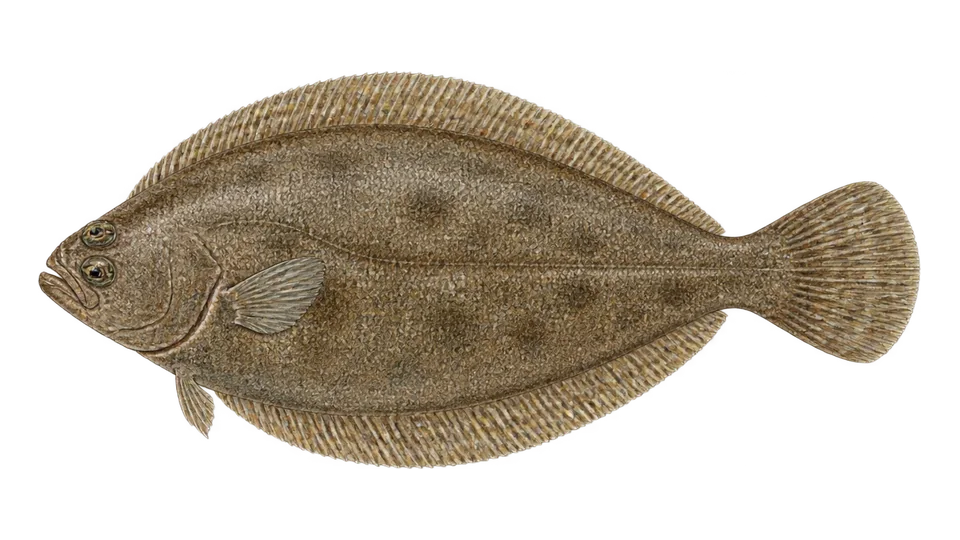 Scientific illustration of Dover sole