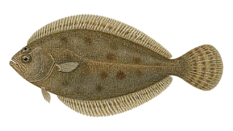 Illustration of Slender sole