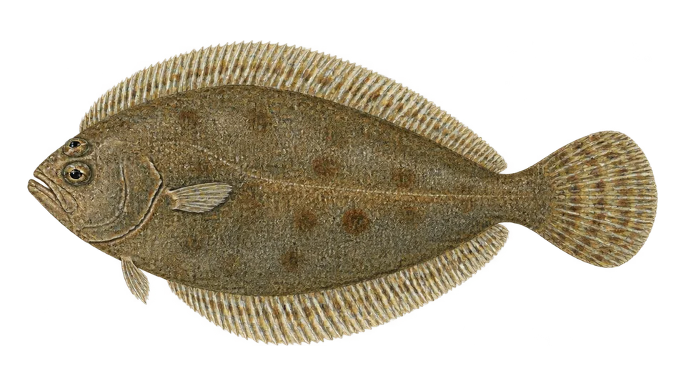 Scientific illustration of Slender sole