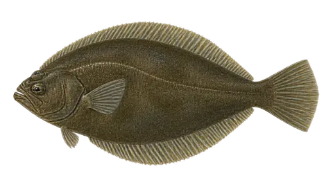Ilustración de Lenguado hoja