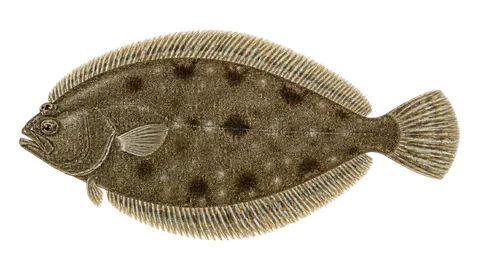 Illustration of Fringed flounder