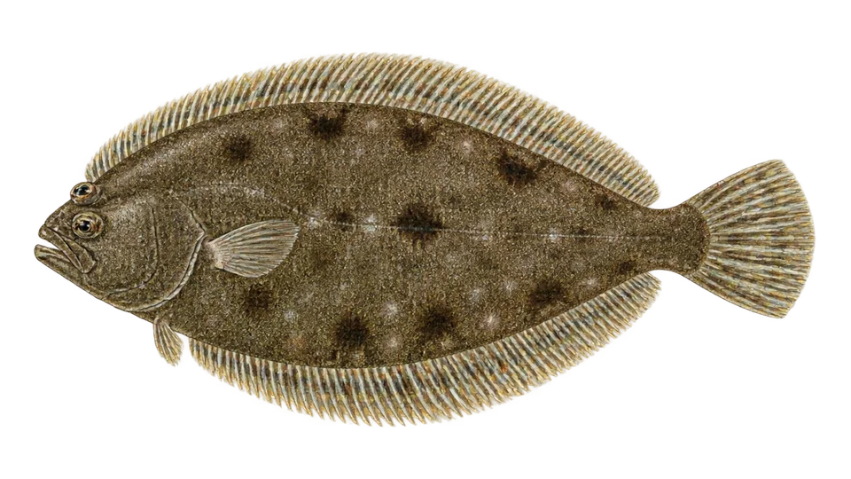 Ilustración científica de Lenguado ribete