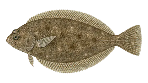 Illustration of English sole