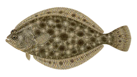 Illustration of Mottled flounder