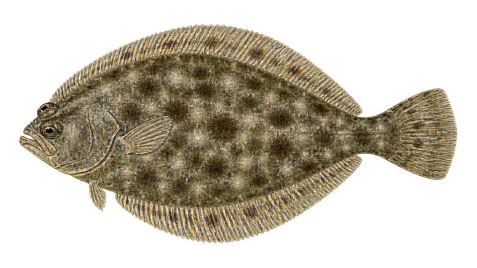 Scientific illustration of Mottled flounder