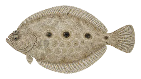 Illustration of Eyed flounder