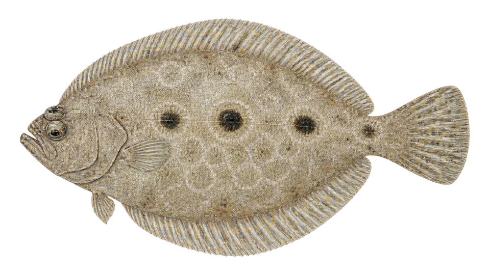 Scientific illustration of Eyed flounder
