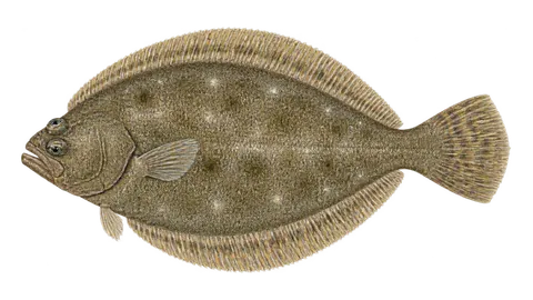 Illustration of God's flounder