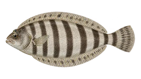 Illustration of North American naked sole