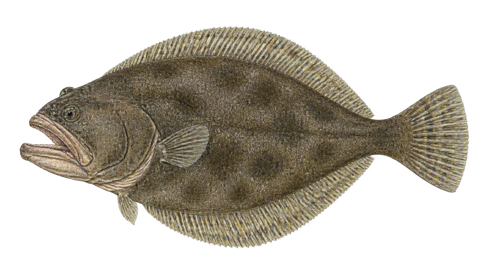 Scientific illustration of Pelican flounder