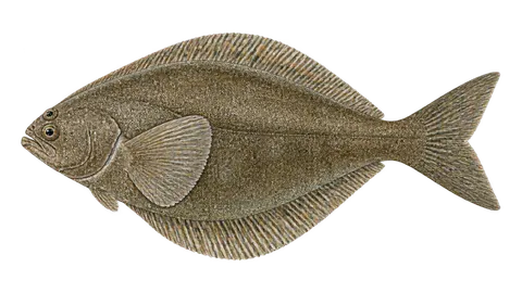 Ilustración de Platija petrale