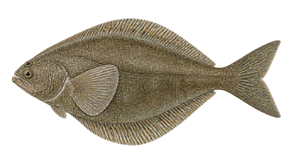 Scientific illustration of Petrale sole