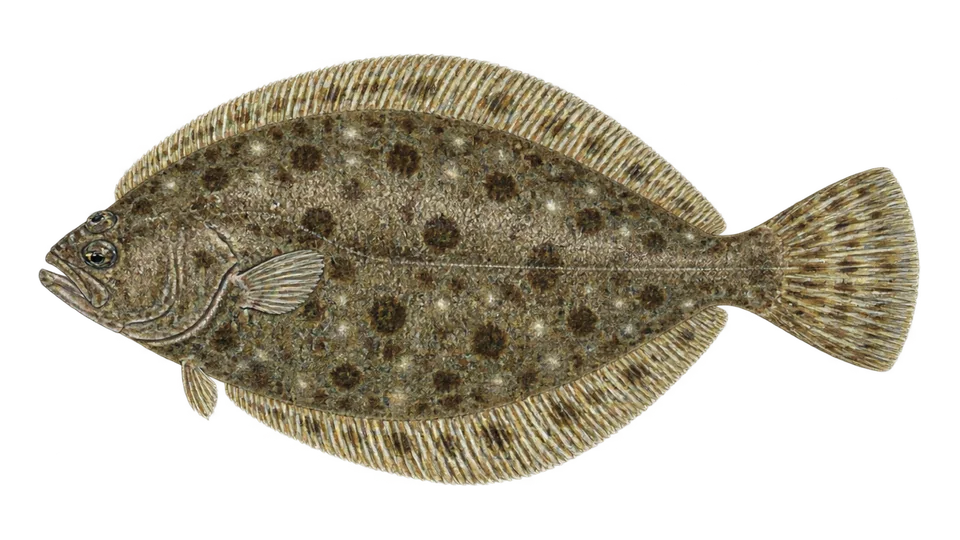 Scientific illustration of Spotted flounder
