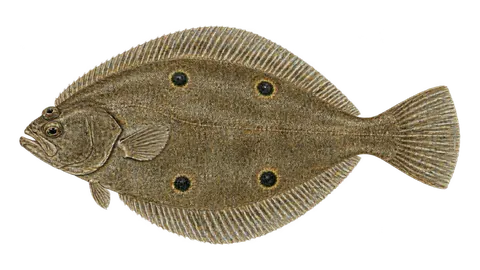 Ilustración de Lenguado de cuatro manchas