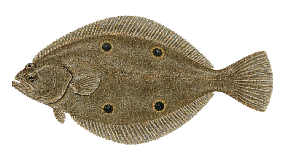 Scientific illustration of Foureyed flounder
