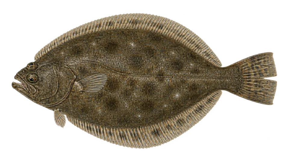 Scientific illustration of Linguado-sul-americano