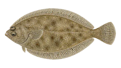 Ilustración de Suela texana