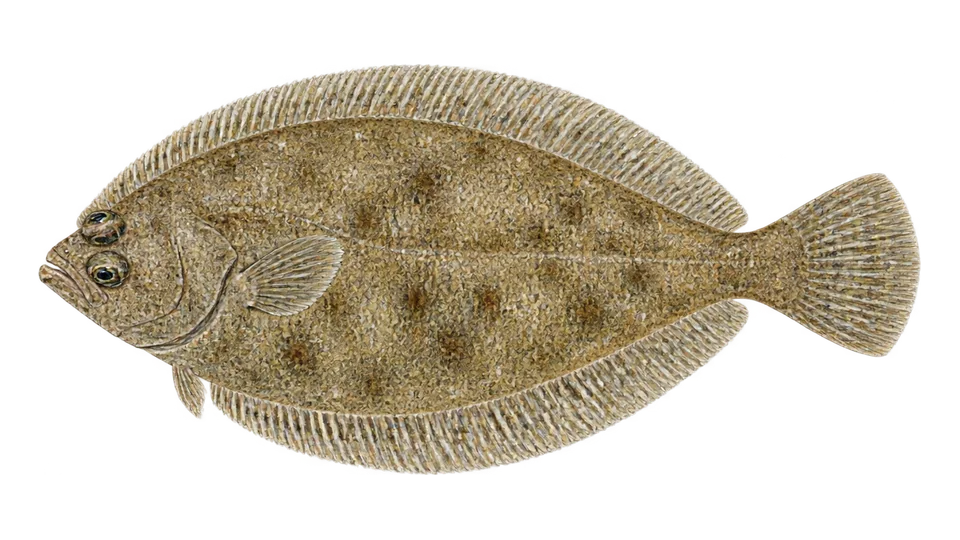 Scientific illustration of Gulf of Mexico fringed sole