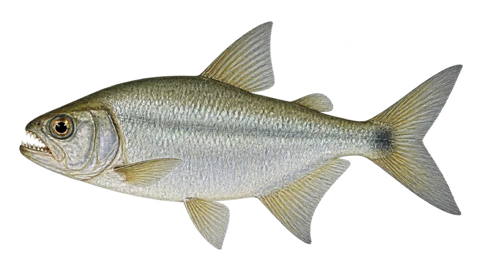 Scientific illustration of Madalena