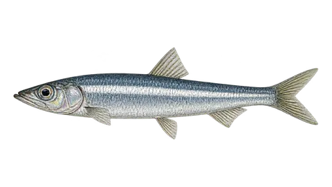 Illustration of Californian anchovy